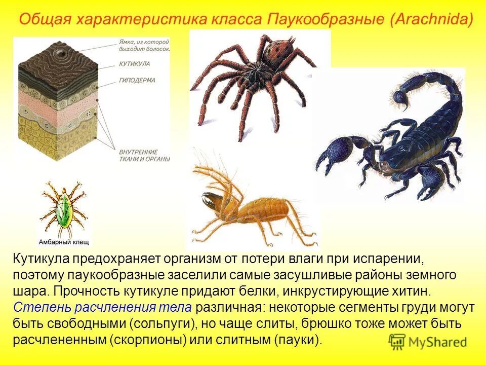 Класс паукообразные отряды. Биология 7 класс Членистоногие паукообразные. Тип Членистоногие класс паукообразные 7 класс. Общее строение паукообразных 7 класс. Покров паукообразных хитинизированная кутикула.