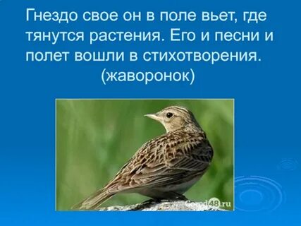 Где вьет