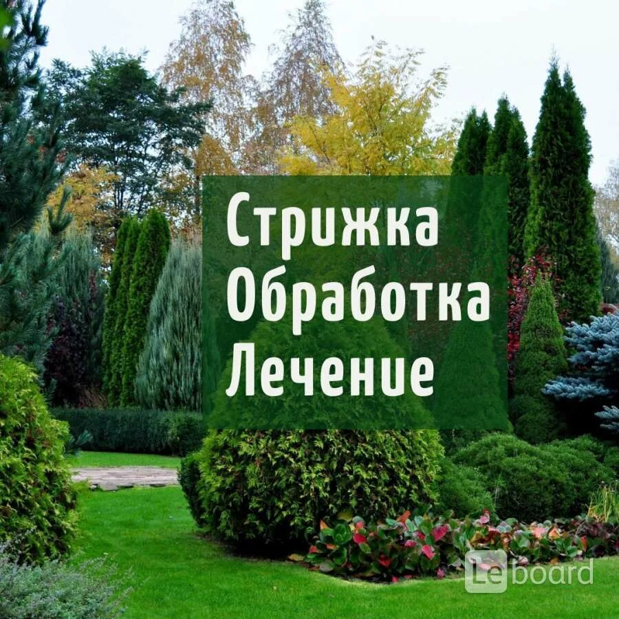 Кустов лечит