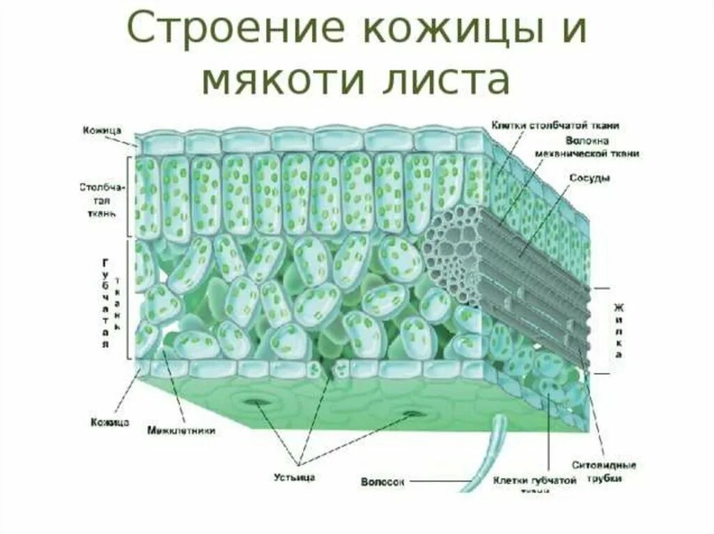 Слой клеток листа. Строение среза листовой пластинки. Строение кожицы листа и мякоти листа. Схема внутреннего строения листа биология 6. Строение клетки мякоти листа.