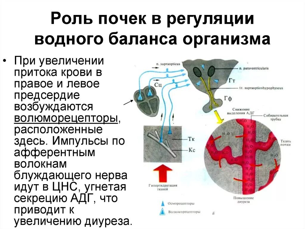 Регуляции водно солевого обмена в организме человека. Регуляция водно солевого баланса почками. Роль почек в регуляции водно-солевого баланса. Регуляция обмена воды в организме. Участие почек в регуляции водно-солевого обмена организма.