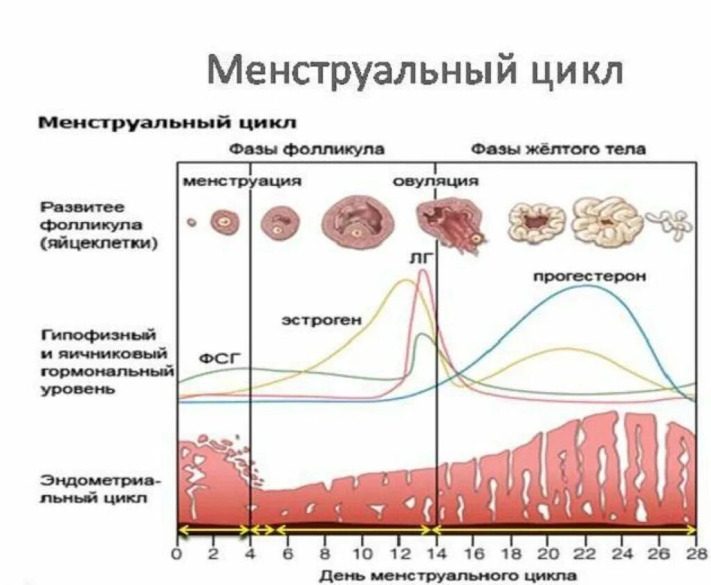 График 2 фазы менструального цикла. Нормальный менструальный цикл схема. Фазы менструационного цикла желтое тело. Фазы менструационного цикла 2-3 день цикла. Фолликул фаза