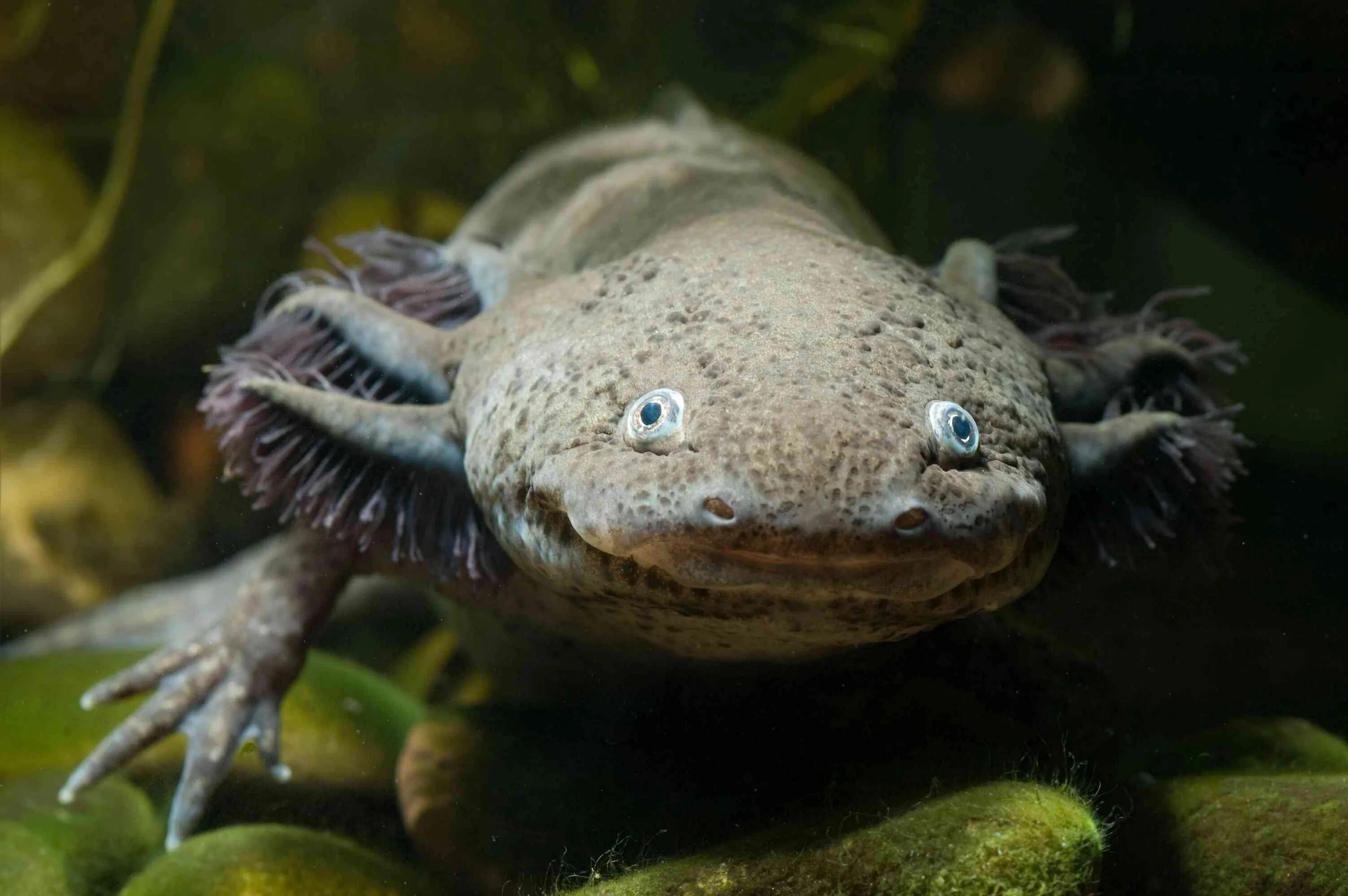 Амбистома и аксолотль. Саламандра аксолотль. Аксолотль (Ambystoma mexicanum). Амфибия амбистома аксолотль.