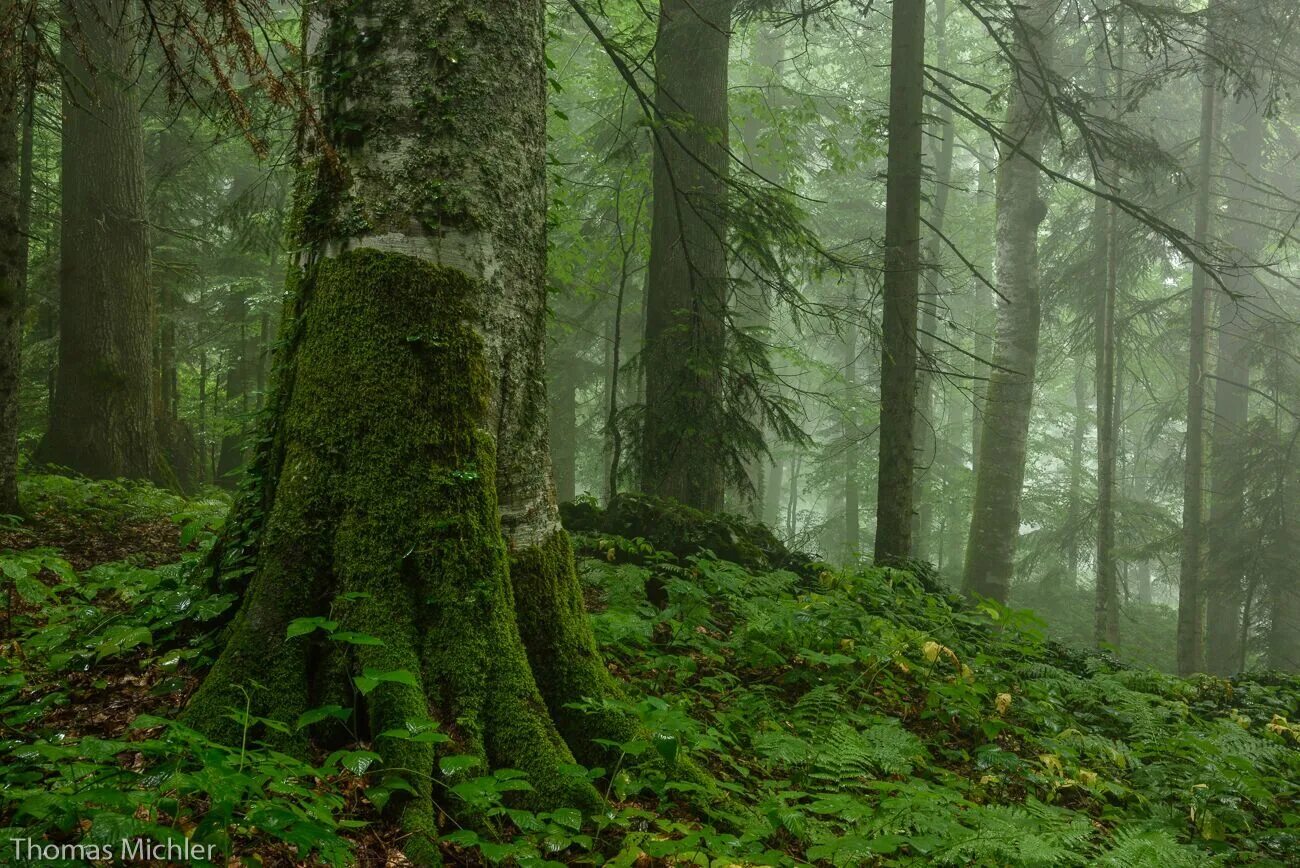 кавказский биосферный заповедник деревья. кавказский заповедник пихта кавказская. кавказский биосферный заповедник пихта. кавказский заповедник пихта кавказская. леса кавказского заповедника.