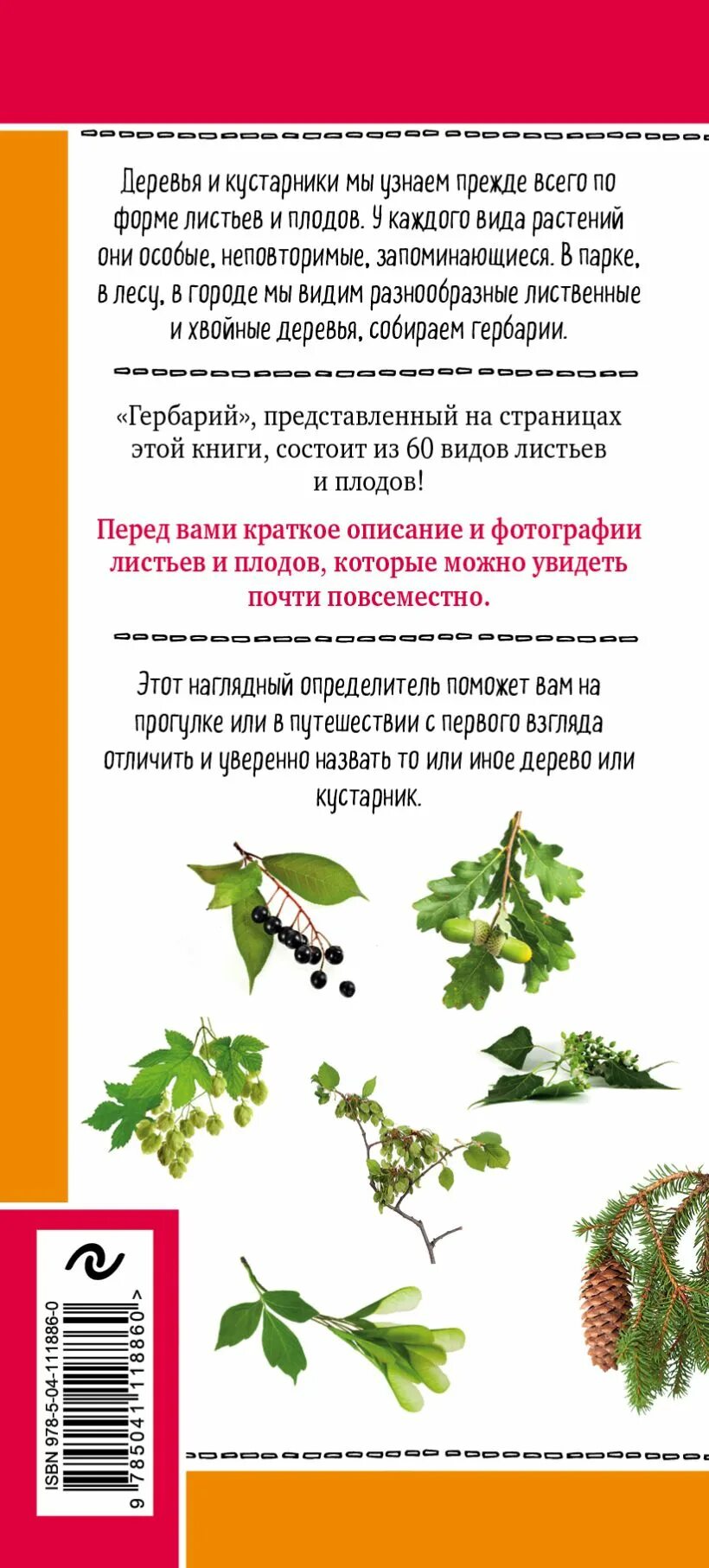 Листья деревьев с описанием. Определитель деревьев. листья деревьев определитель. лиственные деревья средней полосы. листья деревьев средней полосы.