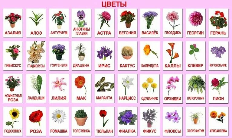 Цветы название на р