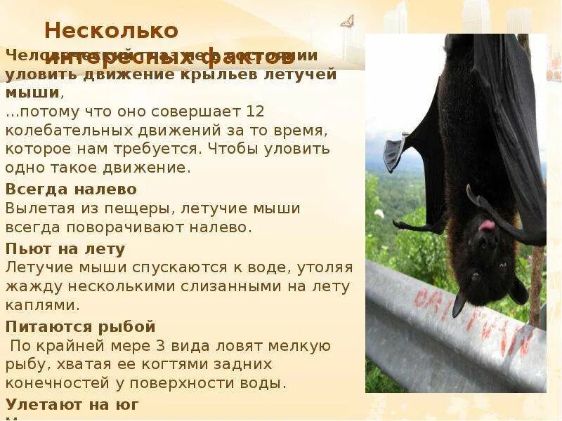 Как летучая мышь защищается от врагов. Летучая мышь описание. факты о летучих мышах. интересные факты о летучих мышах. летучая мышь интересные факты для детей.