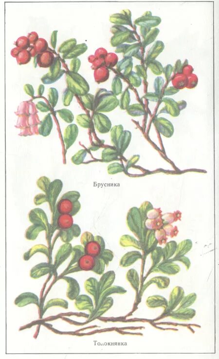 Foxberry berry. толокнянка и брусника отличия. отличие брусники от толокнянки. толокнянка и брусника отличия. толокнянка и брусника отличия.