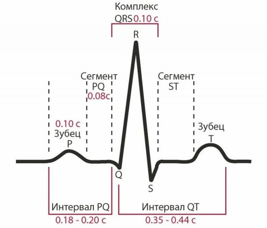 QRS норма ЭКГ. Длительность интервалов на ЭКГ норма. Нормы зубцов и интервалов ЭКГ. Продолжительность зубцов и интервалов ЭКГ В норме. Зубцы экг в норме