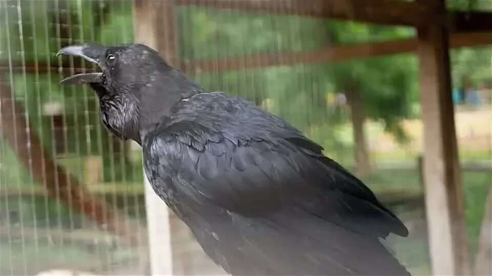 Клетки для ворона домашнего. Ворон обыкновенный. Ворон в неволе. Домашняя ворона. Вороны и орудия труда.