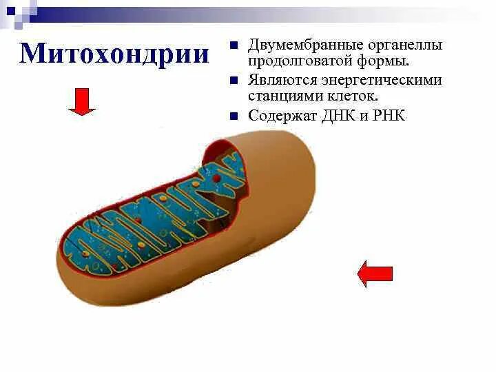 Органоиды митохондрии рисунок. Митохондрии двумембранные органоиды. Метохондриябиология 10 класс органоиды клетки. Структура органоидов митохондрия.