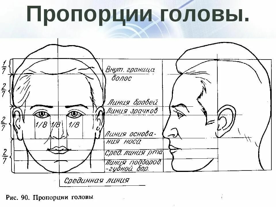 У взрослого человека голова занимает. Портрет (конструкция головы человека. Анфас, профиль). Построение головы человека пропорции. Пропорции лица человека профиль и анфас. Схема головы человека в профиль и анфас.