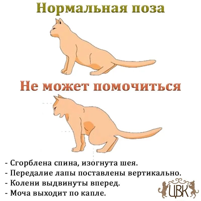 Кошка часто дышит животом. Симптомы мочекаменной болезни у котов и кошек. Мочекаменная у котов симптомы. Позы мочеиспускания у котов. Мочекаменная болезнь у кошек симптомы.