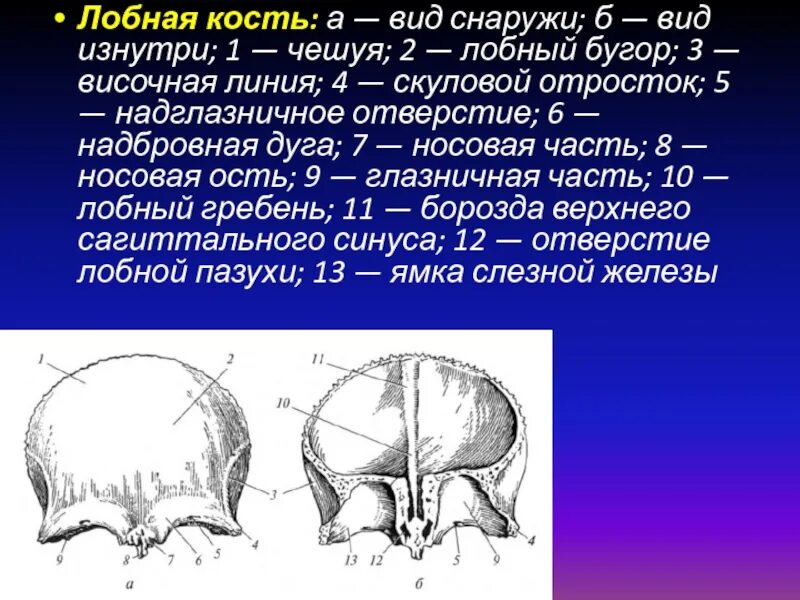 Кости черепа лобная кость анатомия. Строение лобной кости черепа человека анатомия. Лобная кость черепа анатомия изнутри.