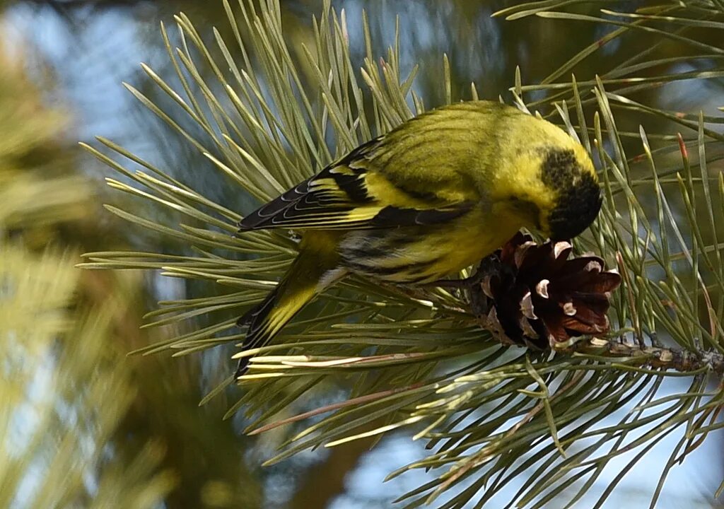 Чиж птица года конкурс. Spinus Spinus. Carduelis Spinus. Чиж птица. Чижик птица фото.