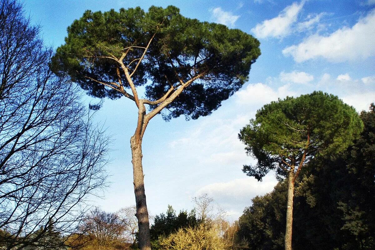 Пиния это. Пиния (Pinus pinea). Орешки сосны пинии. Пиния дерево орех. Сосна Пиния орех.