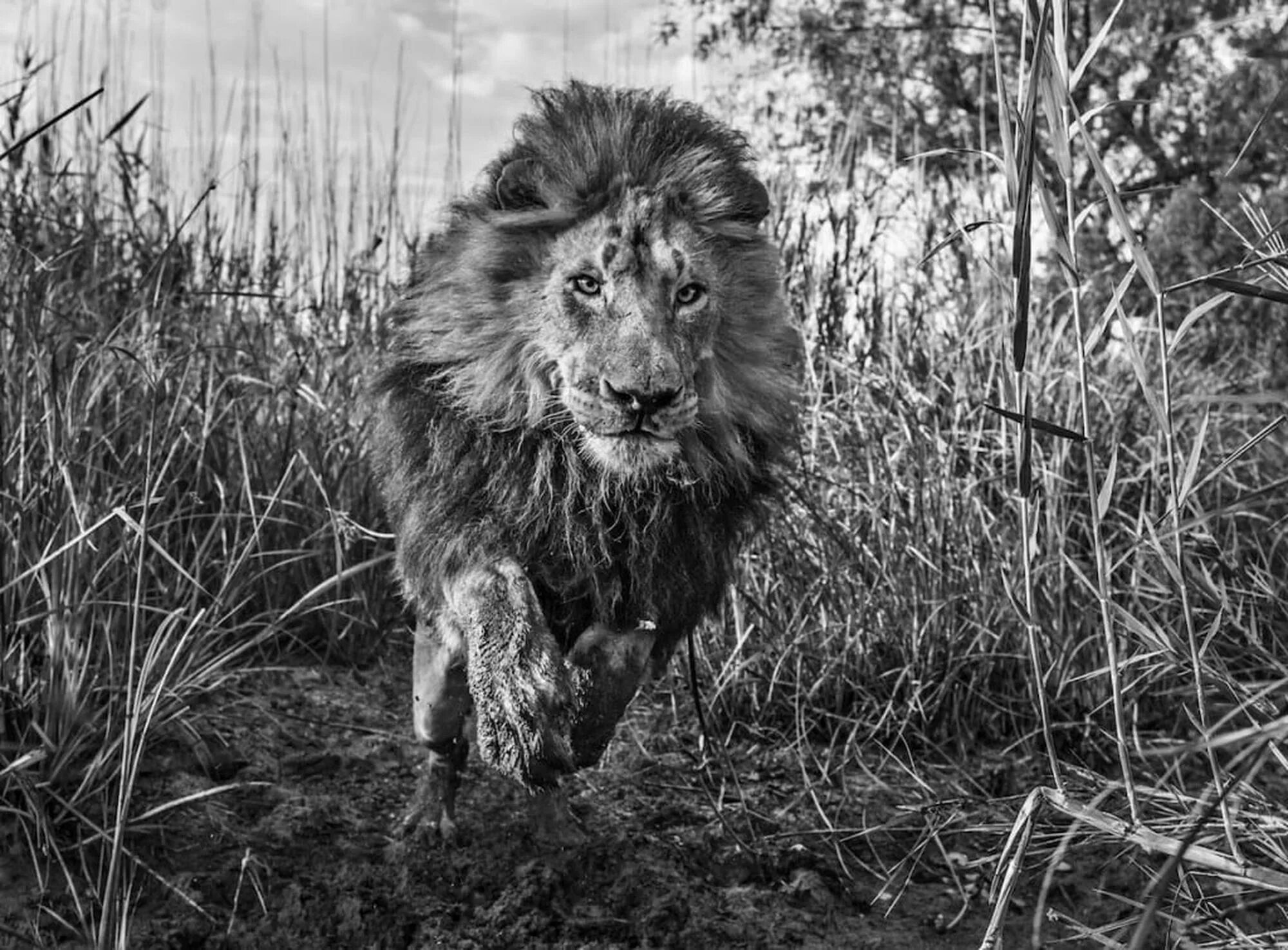 Дика гордая. David Yarrow. David Yarrow фотограф. Дэвид Ярроу встречи с дикой природой. Дэвид Ярроу медведь.