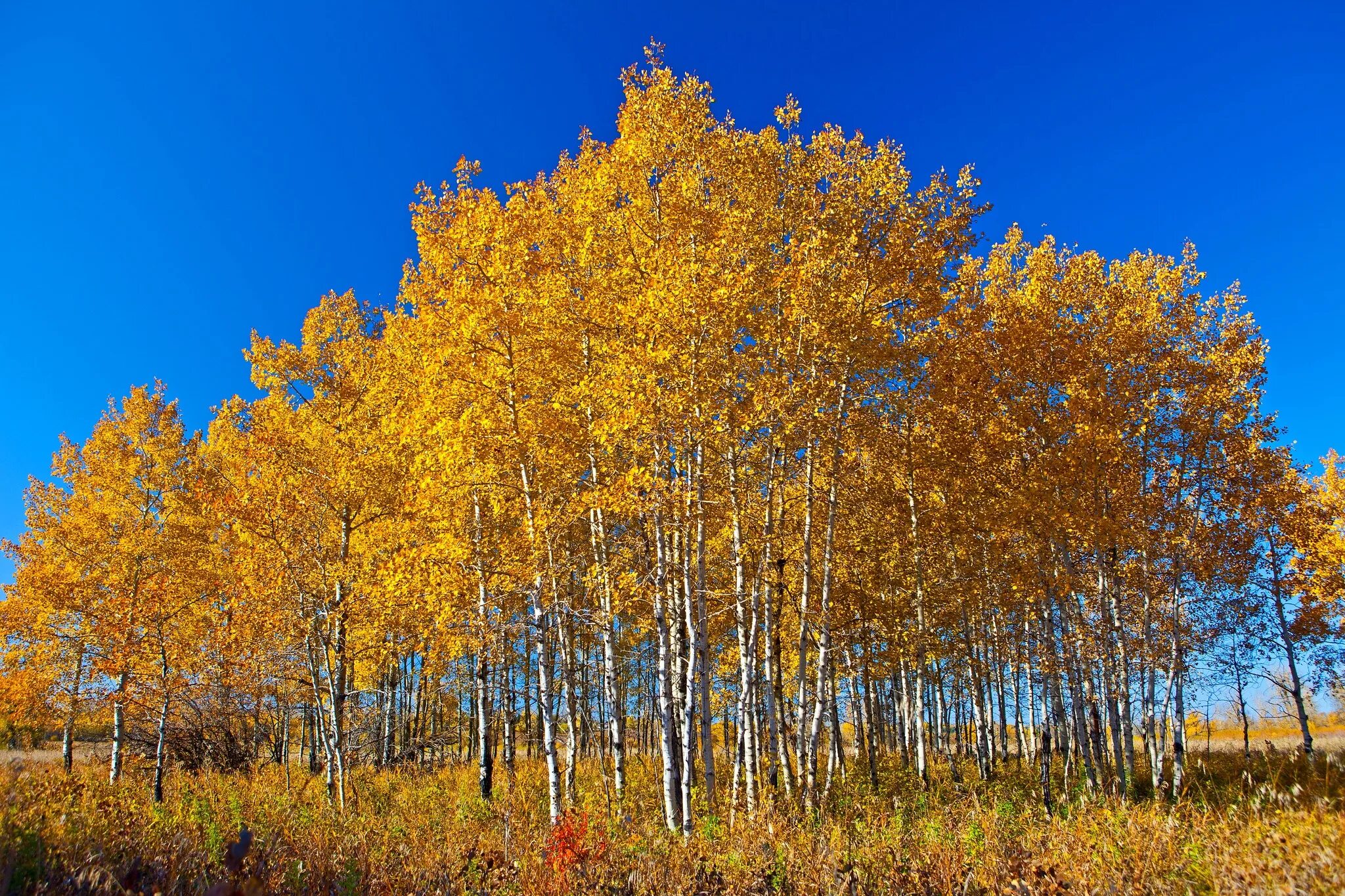 Желтая береза Канада. Береза желтая Betula lutea. Осенняя Березка. Береза желтая (Betula costata). Желтые березки