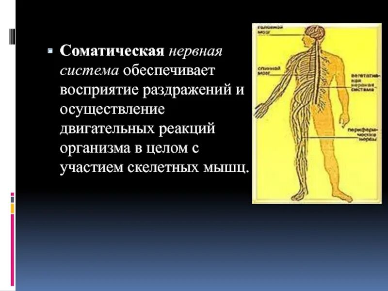 Соматическая нервная система. Классификация нервной системы. Нервная система схема восприятия раздражителя. Нервное образование хаурам. Двигательные реакции организма