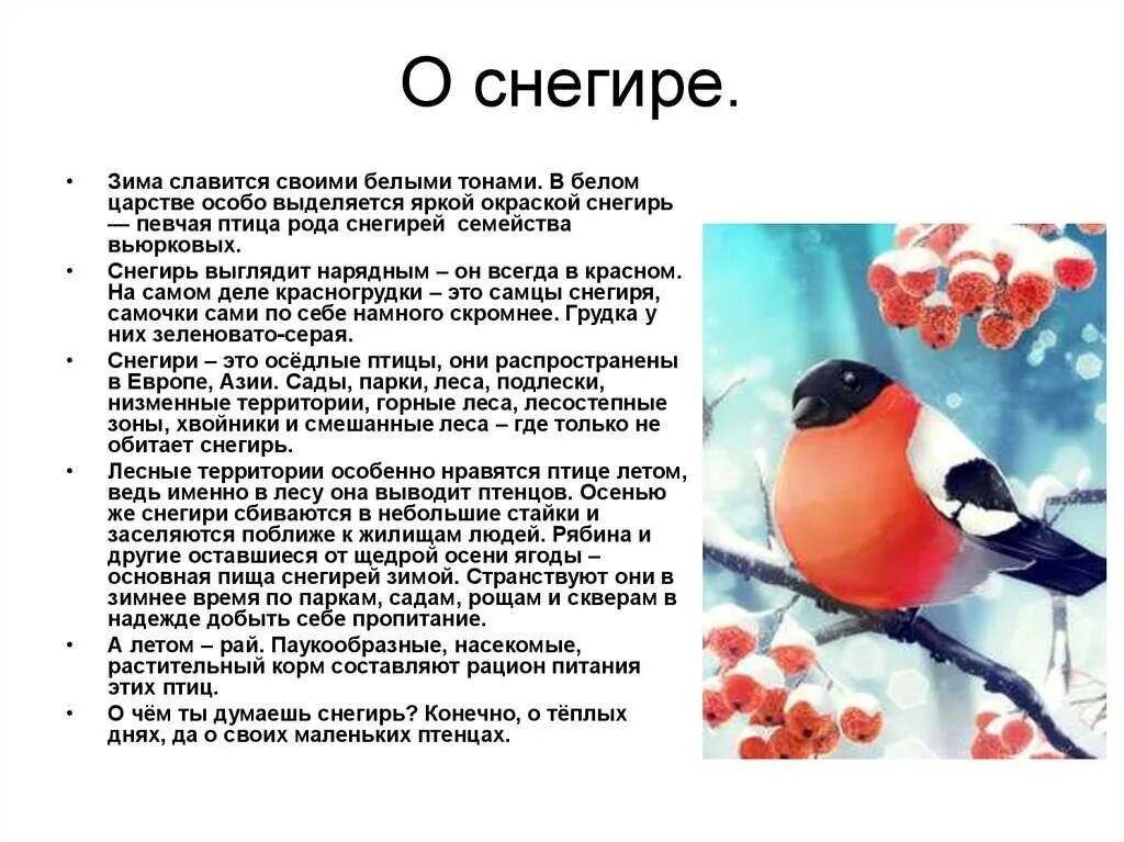 Снегирь описание. Сообщение о птице снегирь. рассказ о зимующей птице снегирь. снегирь для детей. доклад про снегиря.