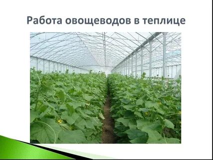 Какое практическое значение имеет процедура для овощевода