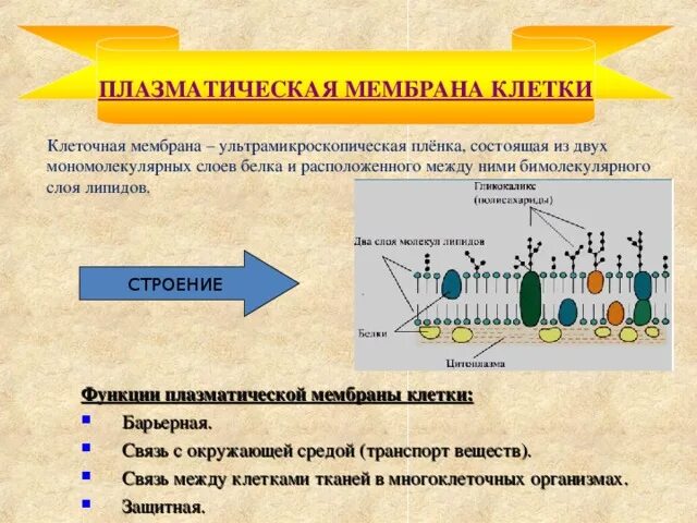 Основное свойство плазматической. Плазматическая мембрана строение и функции кратко. Функции цитоплазмы плазматической мембраны. Функции белков в плазматической мембране. Строение плазматической мембраны.