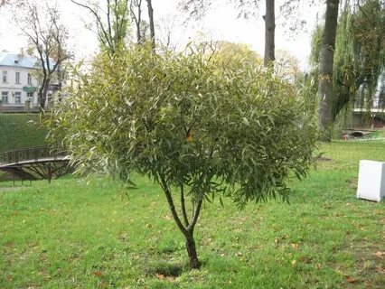 Ива белая карликовая