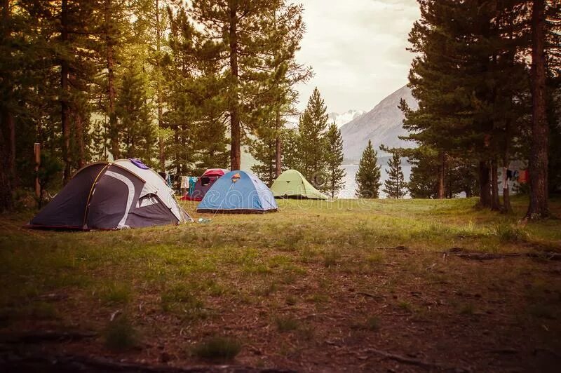 Палатка под сосной. Кемпинг под соснами. Кемпинг Pine River. Кемпинг Вуд 2 все сцены. Camping pinewood прохождение