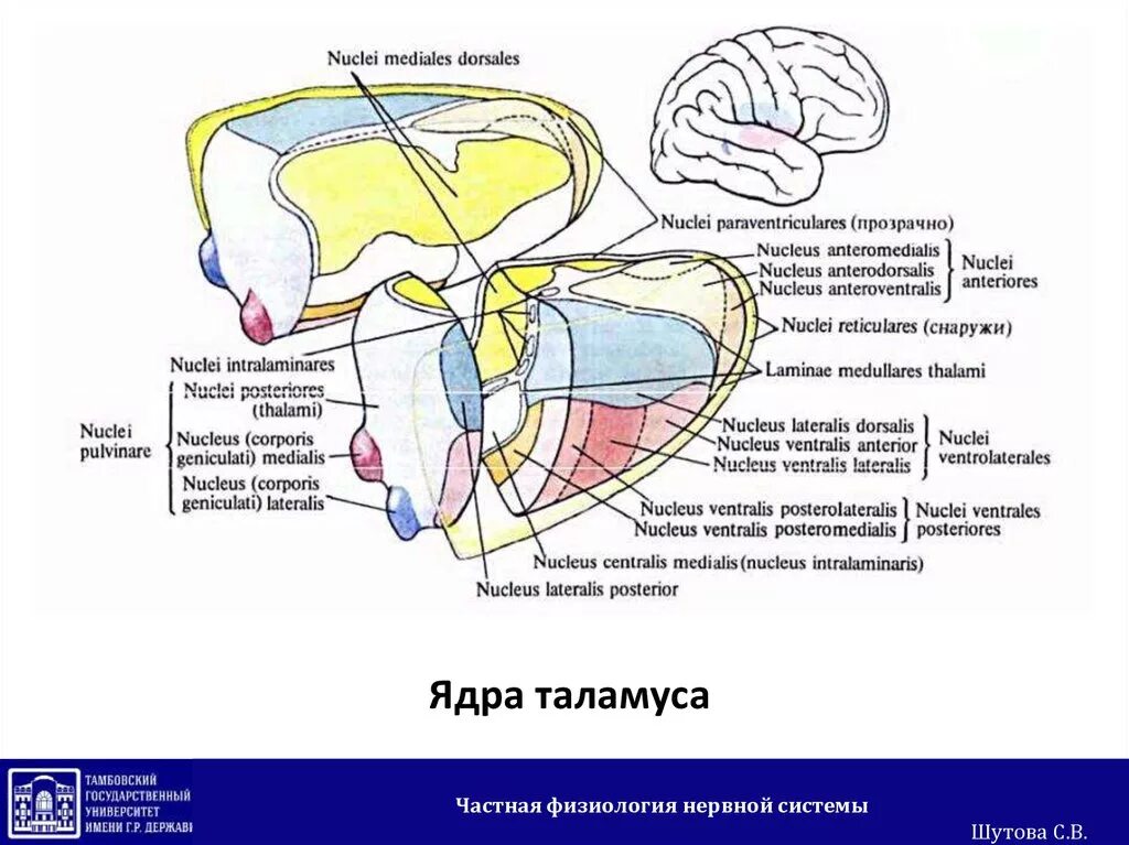 Ассоциативные ядра таламуса. Ядра промежуточного мозга схема. Промежуточный мозг таламус строение. Зрительные Бугры анатомия ядер.