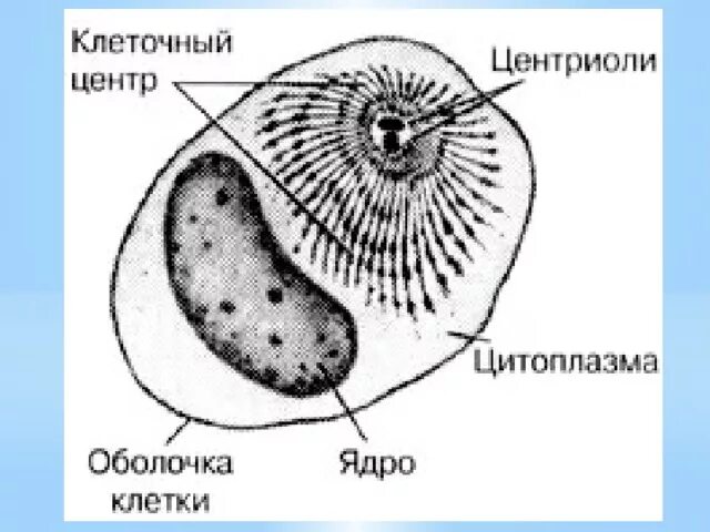 Клетка клеточный центр рисунок. Строение клетки центросома. Клеточный центр эукариотической клетки строение и функции. Клеточный центр рисунок. Клеточный центр схема.