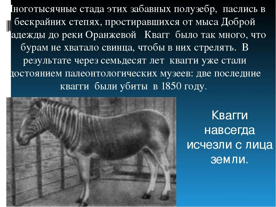 Вид исчезнувший по вине человека. Исчезающие животные. Вымершие животные по вине человека. Животные которые исчезли из за человека. Животные которые вымерли по вине человека.