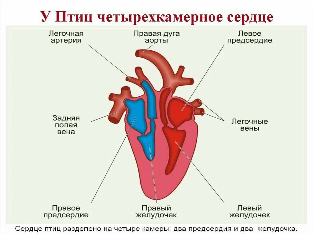 Схема строения сердца птиц. Схема строения сердца и кровеносной системы птиц. Строение сердца и кровеносной системы птиц. Кровеносная система птиц схема сердце.