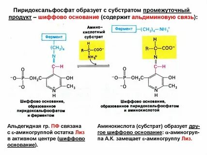 Аминокислоты различаются радикалом
