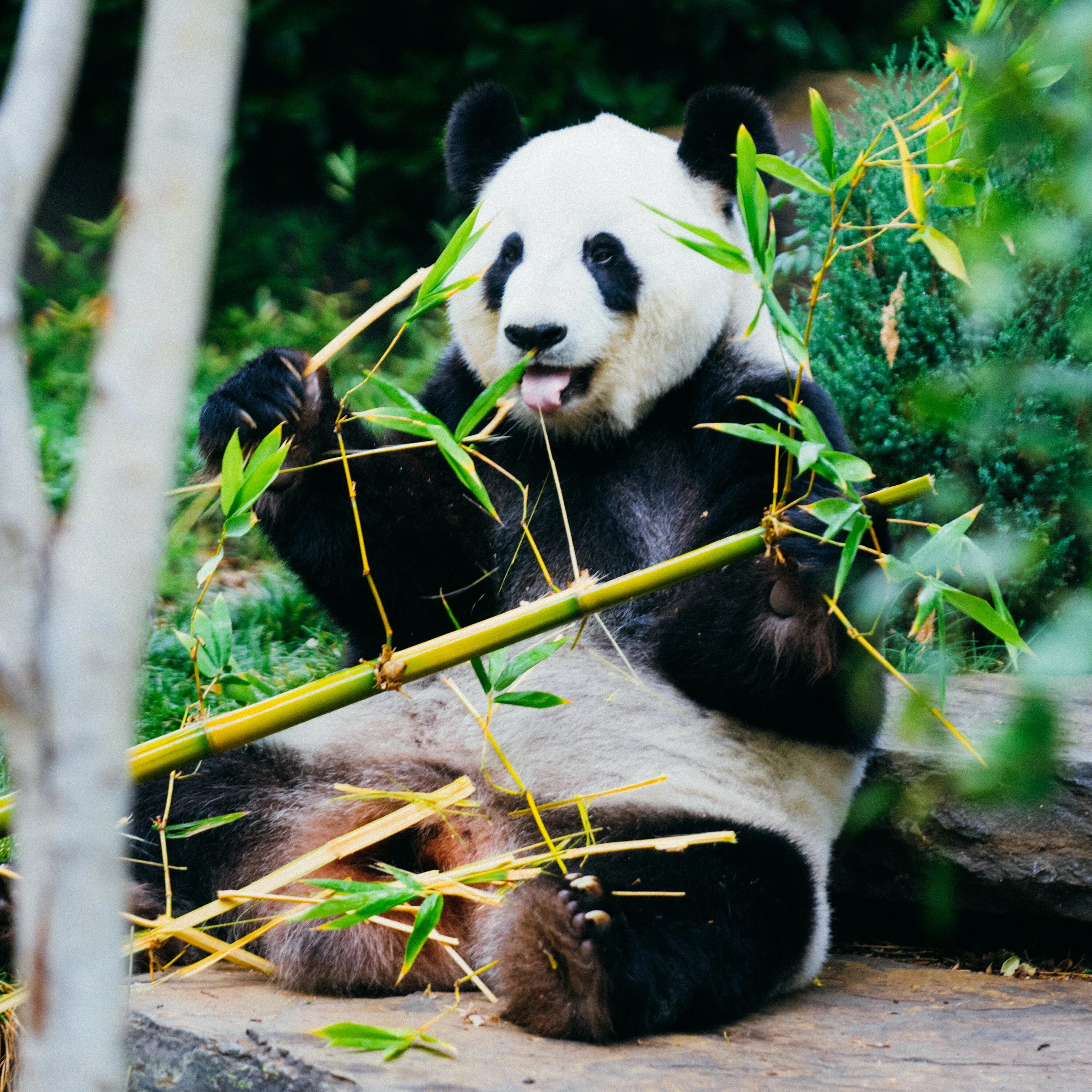 Ailuropoda melanoleuca. Панда в Китае. Бамбуковая Панда. Панды в дикой природе.