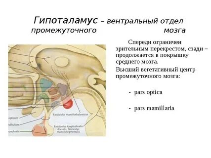 Вегетативные центры гипоталамуса