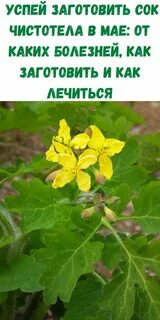 Лечебные свойства чистотела и противопоказания