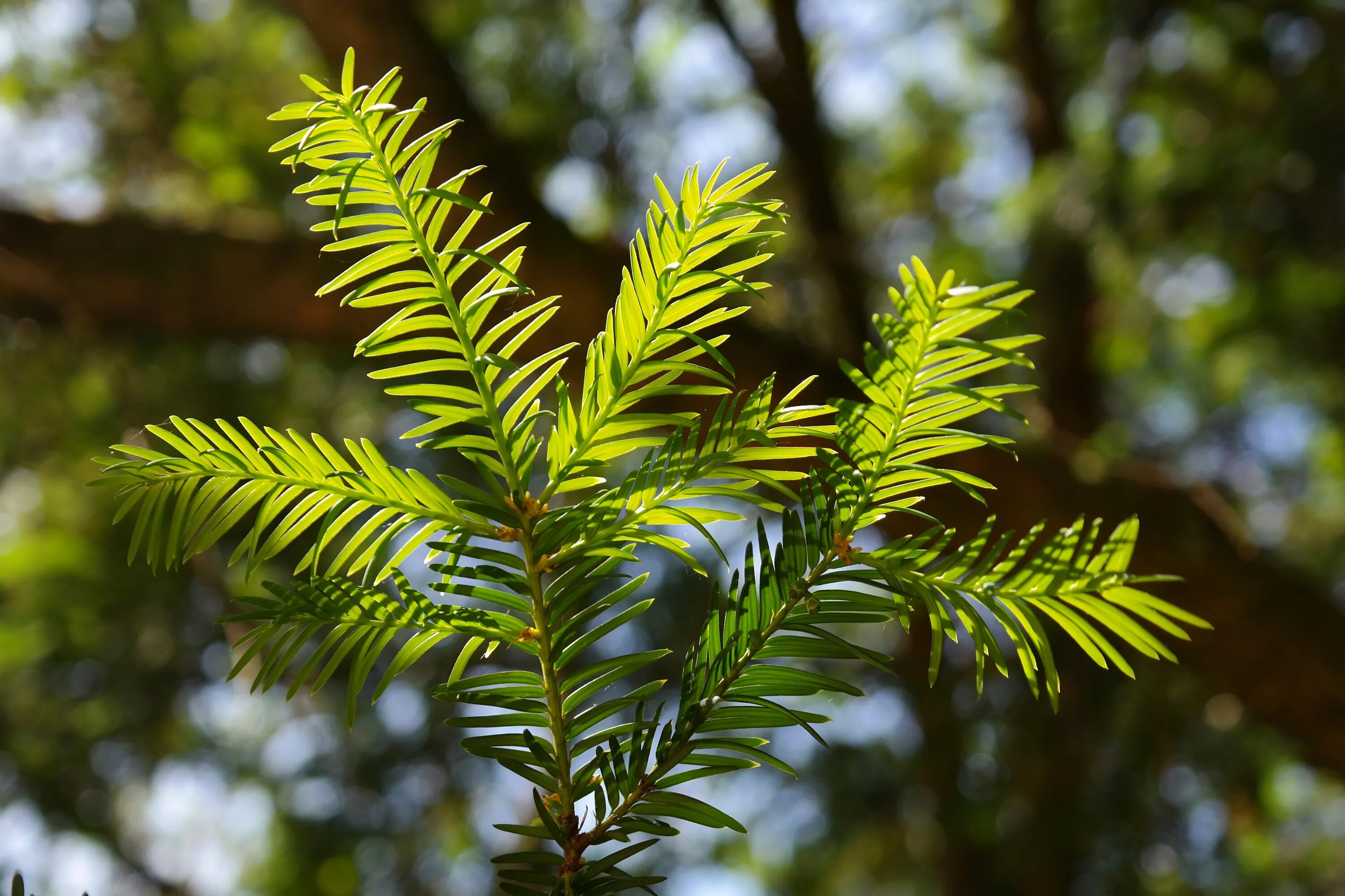 Хвойное объект. Дерево тис (Taxus). Тисс хвойное дерево. Дерево хвойник тис. Хвоинки тис ягодный.