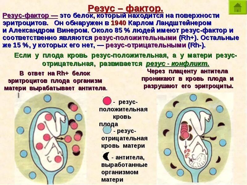 Что означает резус крови