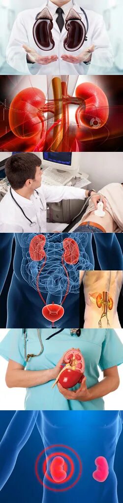 Нефролог ребенку. Нефролог. Врач нефролог. Нефрология и урология. Почки нефролог.