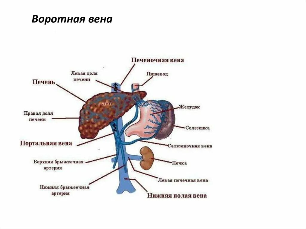 Система вен печени. Система воротной вены печени схема. Воротная Вена печени система. Система портальной вены печени анатомия. Схема строения воротной вены печени.