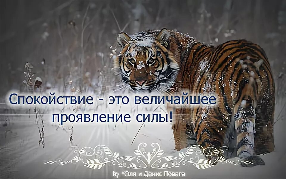 Спокойствие это величайшее проявление. Воровские статусы со смыслом. Тигр. Сила мужчины в спокойствии. Спокойствие и терпение величайшее проявление силы.