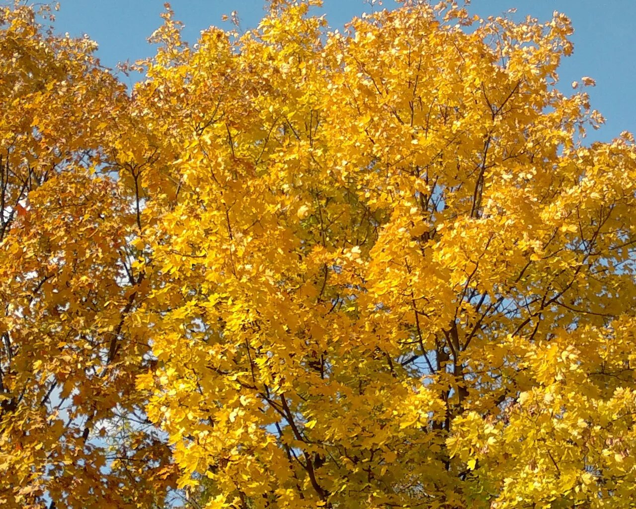 Лосевский пруд. Золотой мир осени. Осенний лес с отражением в воде. Золотой мир осени. Золотая осень в турции.