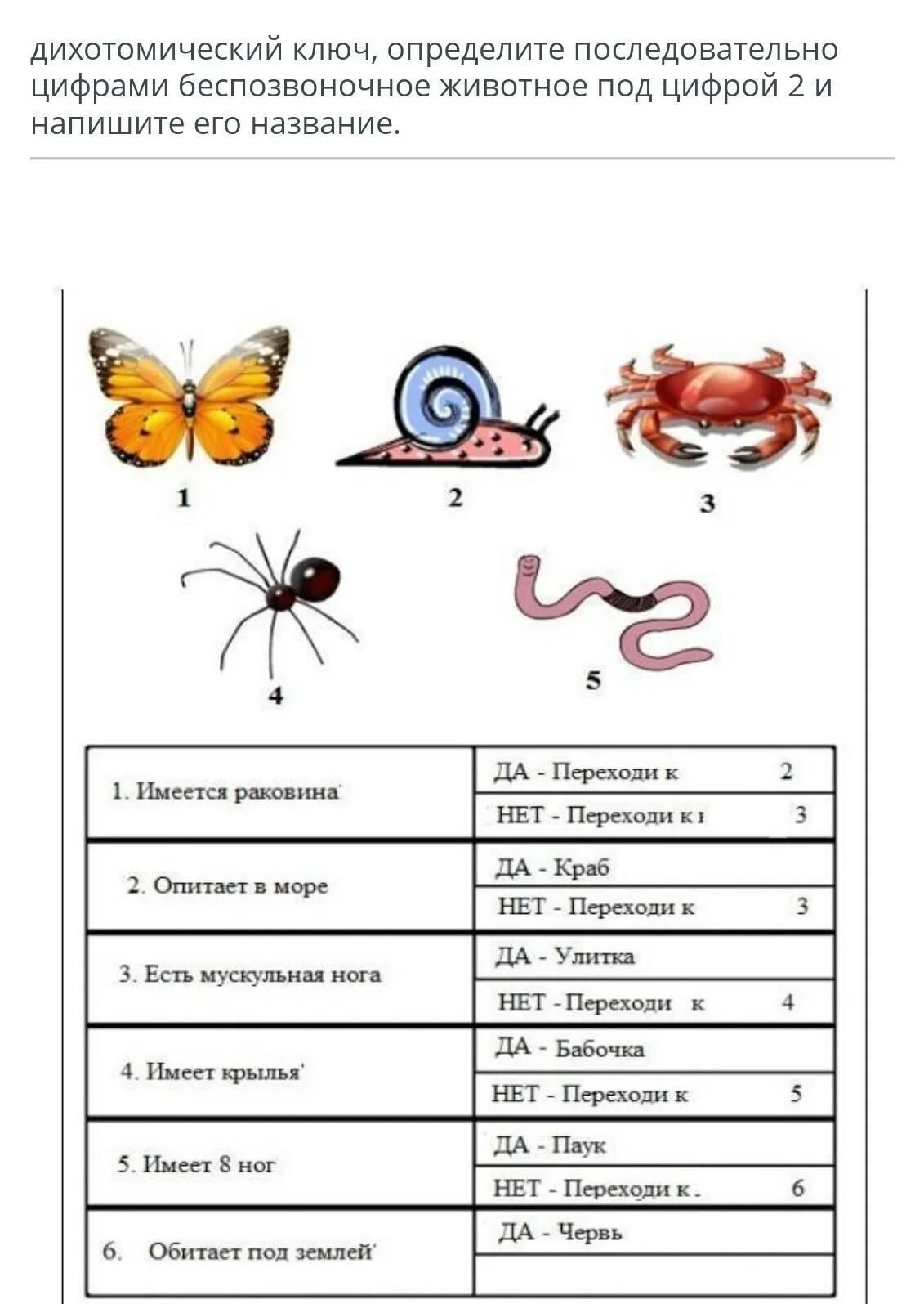 Дихотомический ключ примеры. Дихотомический ключ определения растений. Дихотомические ключи в биологии. Дихотомический ключ растения пример. Контрольная по теме беспозвоночные