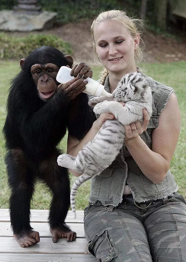 Мужчина обезьяна любовь. Шимпанзе Анджана. Шимпанзе Анджана и тигрята. Обезьянка на руках.