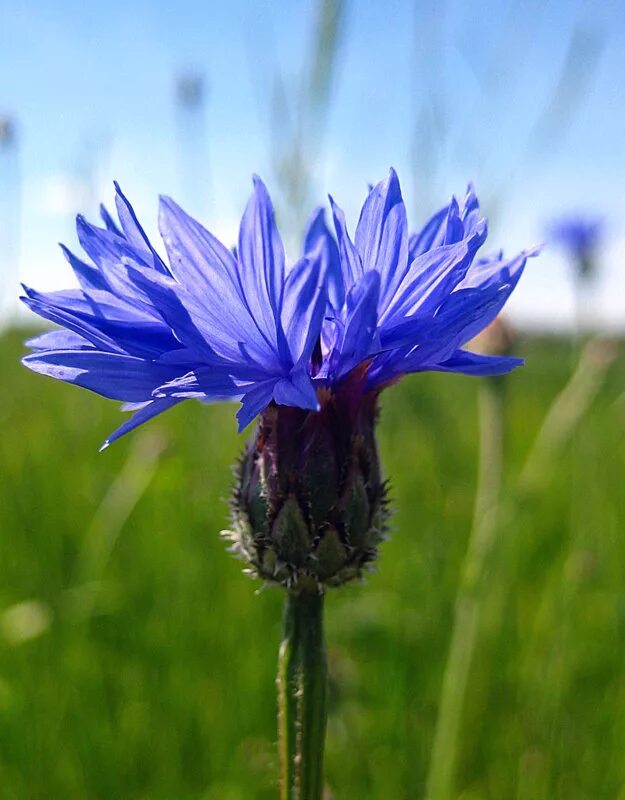 Василек цветы. Василек обыкновенный. Василёк Centaurea. Василек Вики.