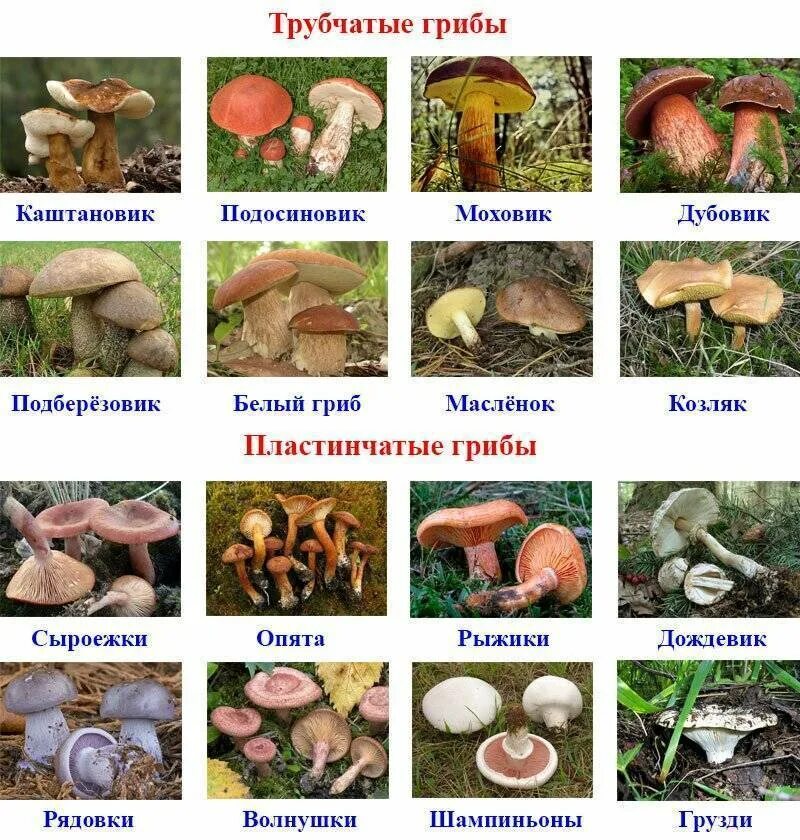 Съедобные Шляпочные грибы название. Грибы пластинчатые и трубчатые съедобные и ядовитые. Шляпочные грибы трубчатые и пластинчатые. Шляпочные трубчатые съедобные грибы.