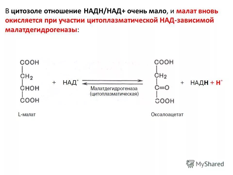 Синтез глюконеогенеза