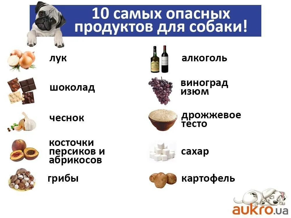 Со скольки можно белок. Список запрещенных продуктов для собак. Запрещенные продукты для собак. Запрещенные продукты для собак список. Какие продукты нельзя давать собакам.