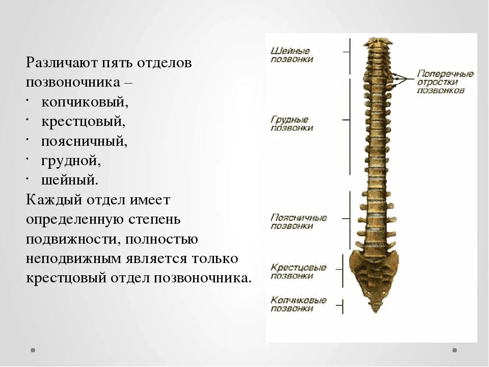 Функции шейного отдела. Позвонки крестцового отдела подвижны. Копчиковый отдел позвоночника состоит. Пояснично копчиковый отдел позвоночника. Позвонки крестца подвижные.
