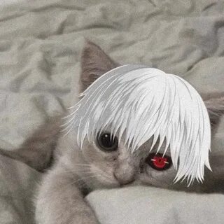 Кот дединсайд